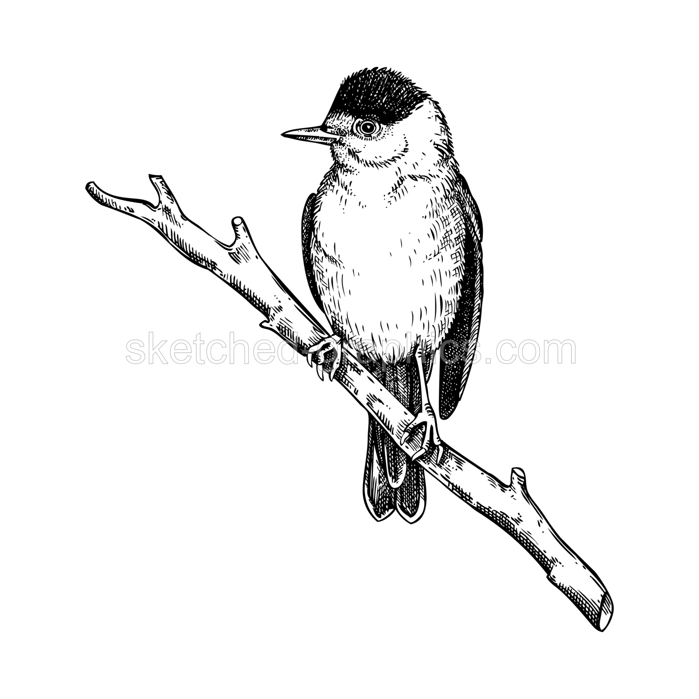 Black-cap bird vector sketch. Hand drawn wildlife illustration. Passerine bird in engraved style. NOT AI generated Illustration